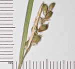 Cumberland sedge